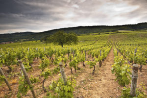 perte de biodiversité viticulture