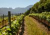 vin portugal domaine viticole
